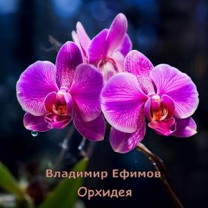 Владимир Ефимов - 2025 - Орхидея