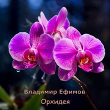 Владимир Ефимов - 2025 - Орхидея